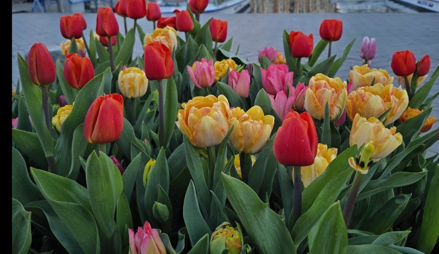 Tulip fields in Amsterdam glowing at golden hour